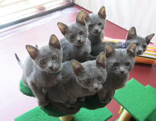 Dixie's kittens at ten weeks